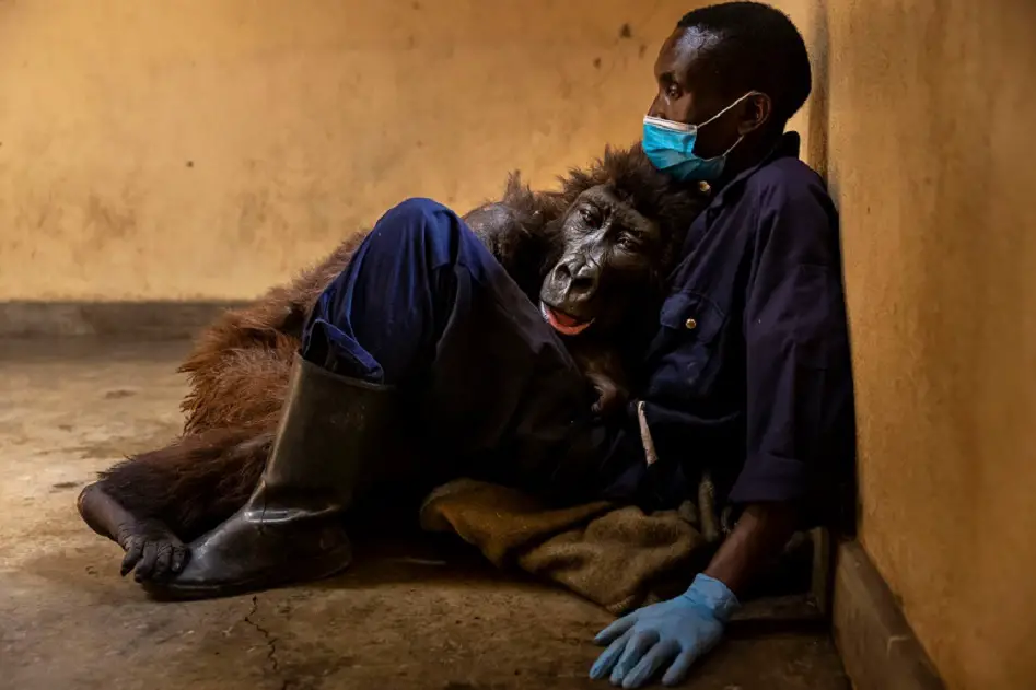 Gorilla Spends her Last Minutes Hugging the Guy who Saved her when she was a Baby