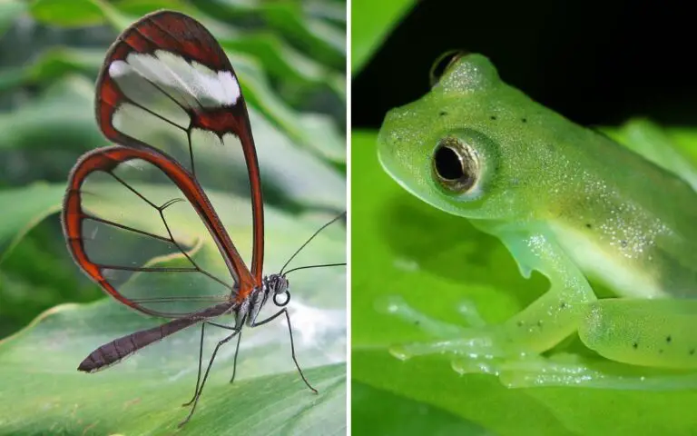 Invisible Creatures: 12 Transparent Animals That Have Perfected Camouflage