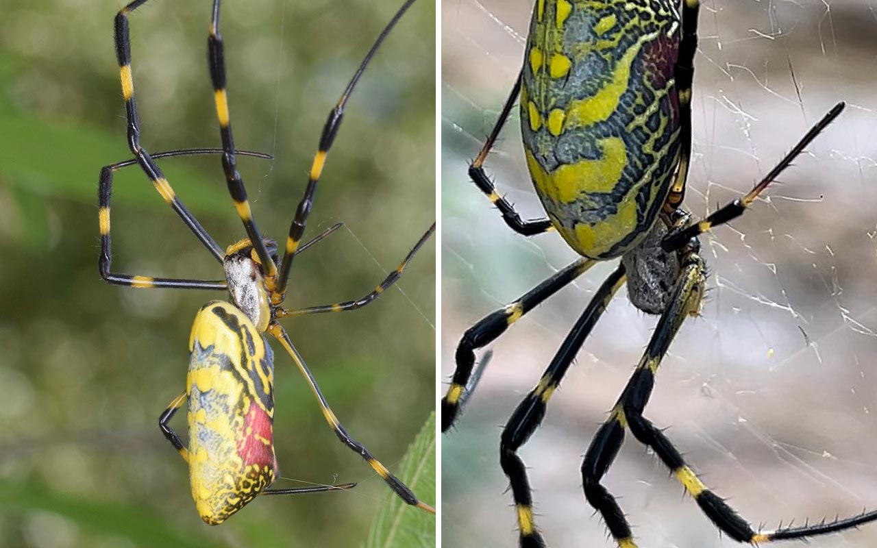 If you're on the East Coast, you might be dealing with Joro spiders. Don't panic! Our guide will help you identify and control these pests. #JoroSpiders #EastCoast #SpiderControl #PestControl #Guide