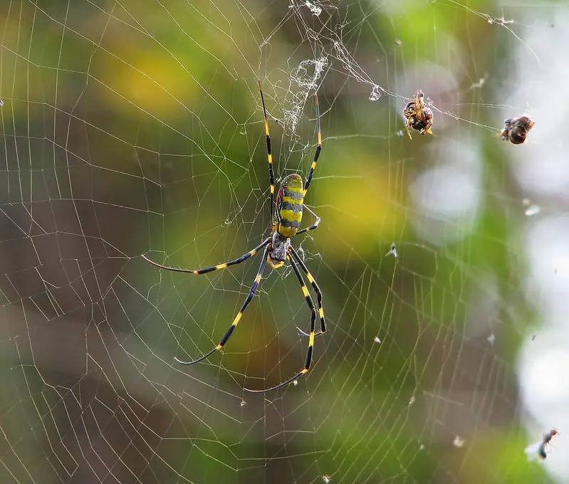 If you're on the East Coast, you might be dealing with Joro spiders. Don't panic! Our guide will help you identify and control these pests. #JoroSpiders #EastCoast #SpiderControl #PestControl #Guide