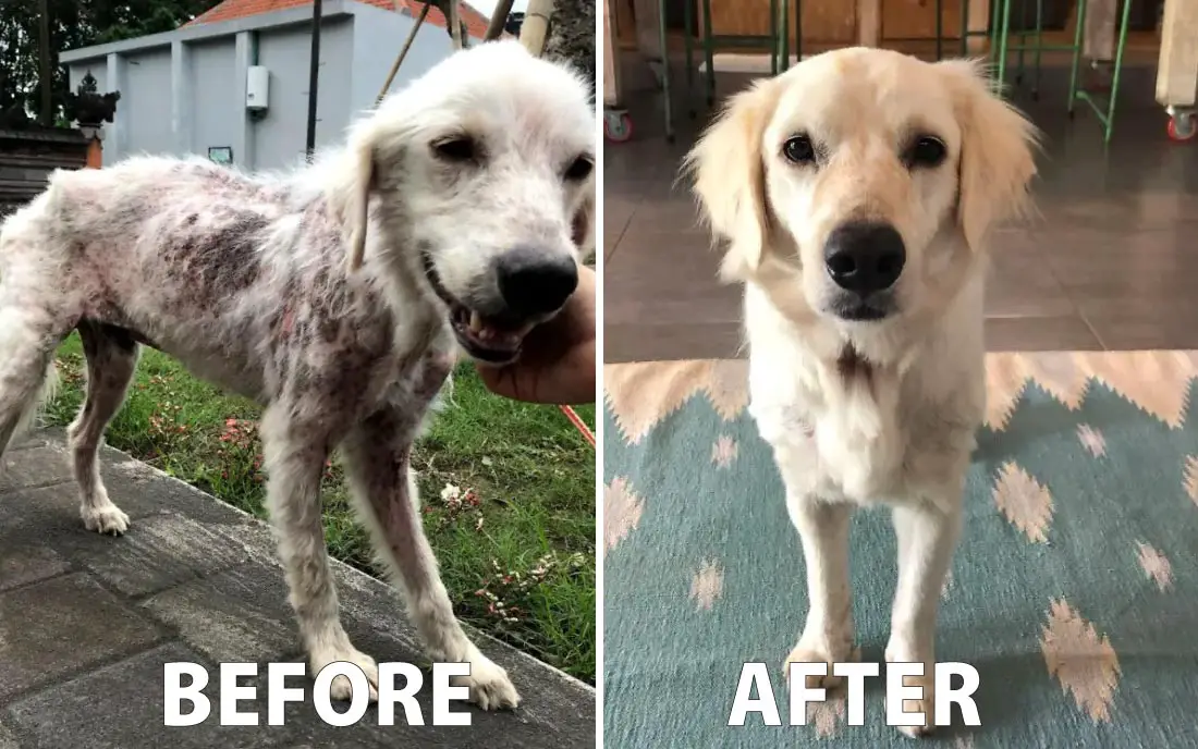 Rescuing-a-Golden-Retriever-from-Abuse----An-Inspiring-Story-of-Love-and-Compassion