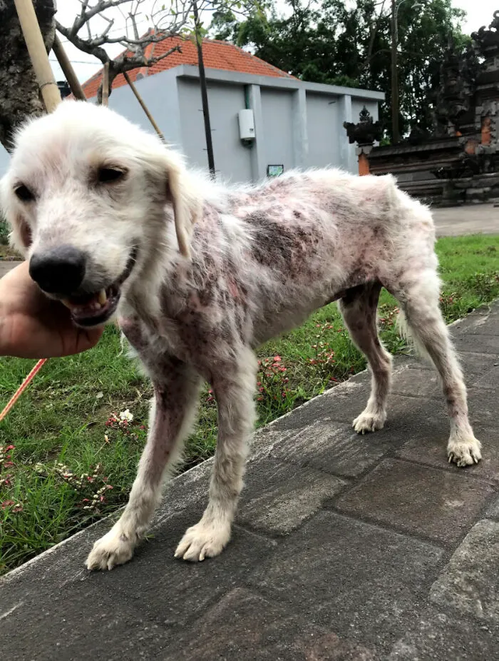 Rescuing a Golden Retriever from Abuse: An Inspiring Story of Love and Compassion