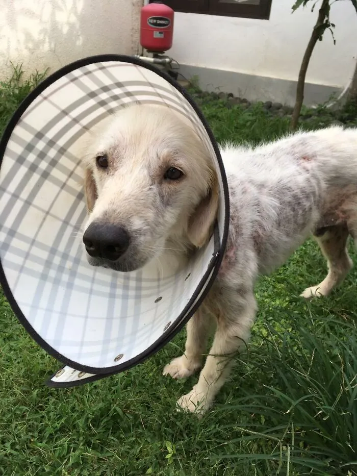 Rescuing a Golden Retriever from Abuse: An Inspiring Story of Love and Compassion