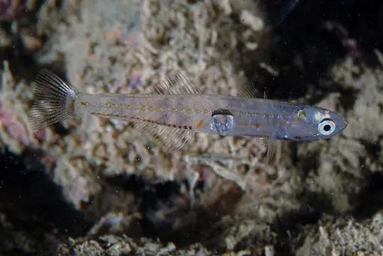 Discover 12 transparent animals that have mastered the art of camouflage. Explore the world of invisible creatures with this fascinating read. #TransparentAnimals #Camouflage #InvisibleCreatures #WildlifePhotography #AmazingNature