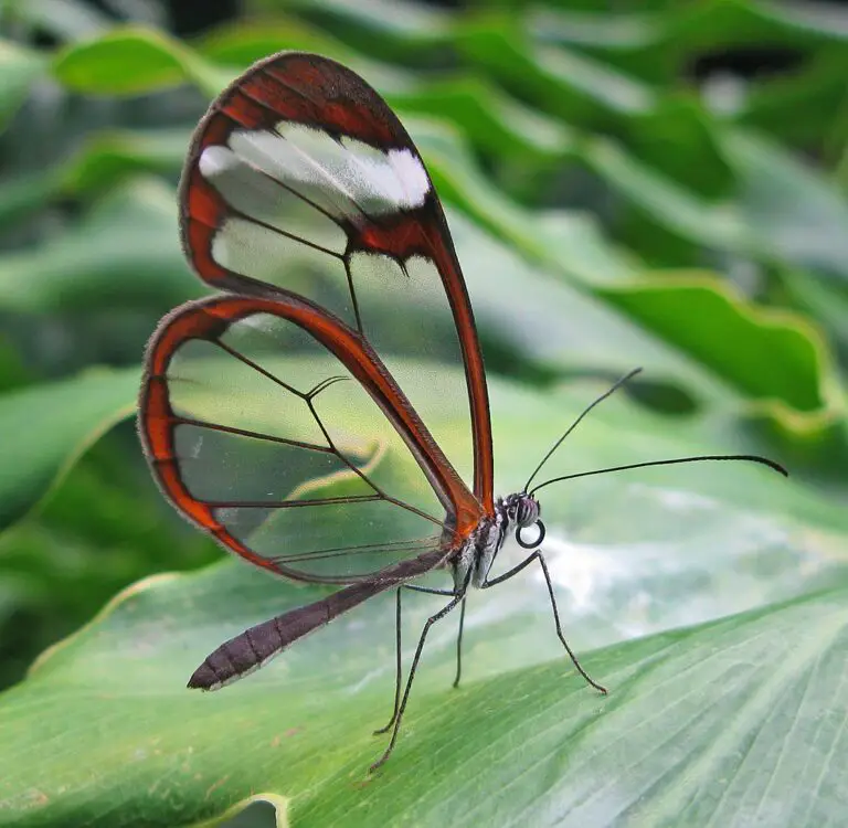 Invisible Creatures: 20 Transparent Animals That Have Perfected ...