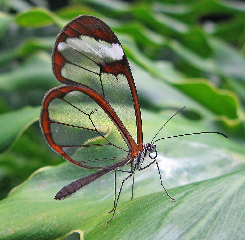 Discover 12 transparent animals that have mastered the art of camouflage. Explore the world of invisible creatures with this fascinating read. #TransparentAnimals #Camouflage #InvisibleCreatures #WildlifePhotography #AmazingNature