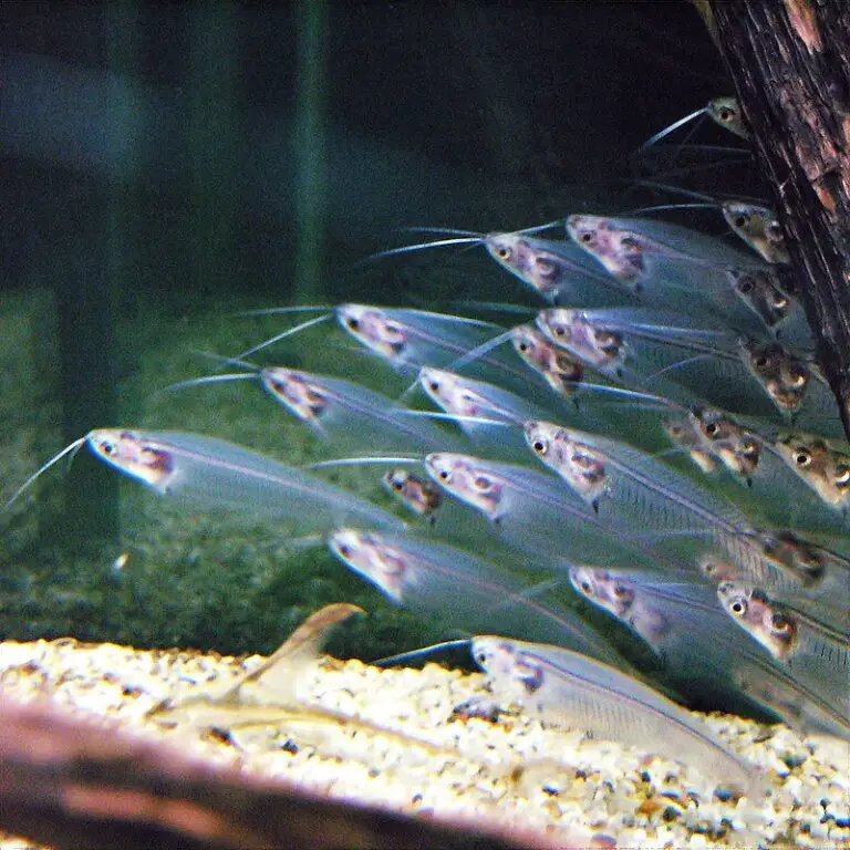 Invisible Creatures: 20 Transparent Animals That Have Perfected ...