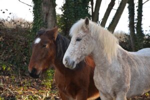What Causes Anaplasmosis in Horses