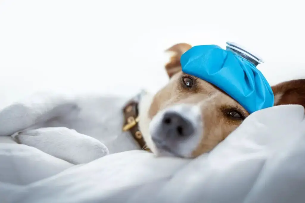 Discover whether Animals can Experience Headaches, the Signs and Symptoms to look out for, and How to Prevent and Treat them. Learn More in our Expert Guide #PetHealth #AnimalCare #VeterinaryMedicine