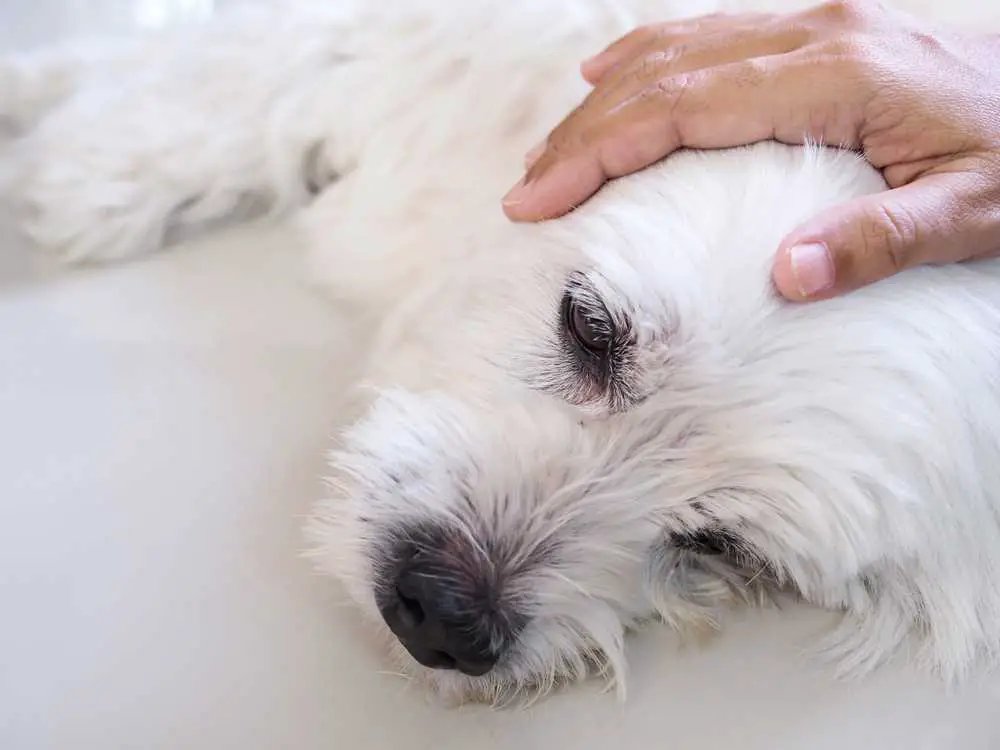 Discover whether Animals can Experience Headaches, the Signs and Symptoms to look out for, and How to Prevent and Treat them. Learn More in our Expert Guide #PetHealth #AnimalCare #VeterinaryMedicine