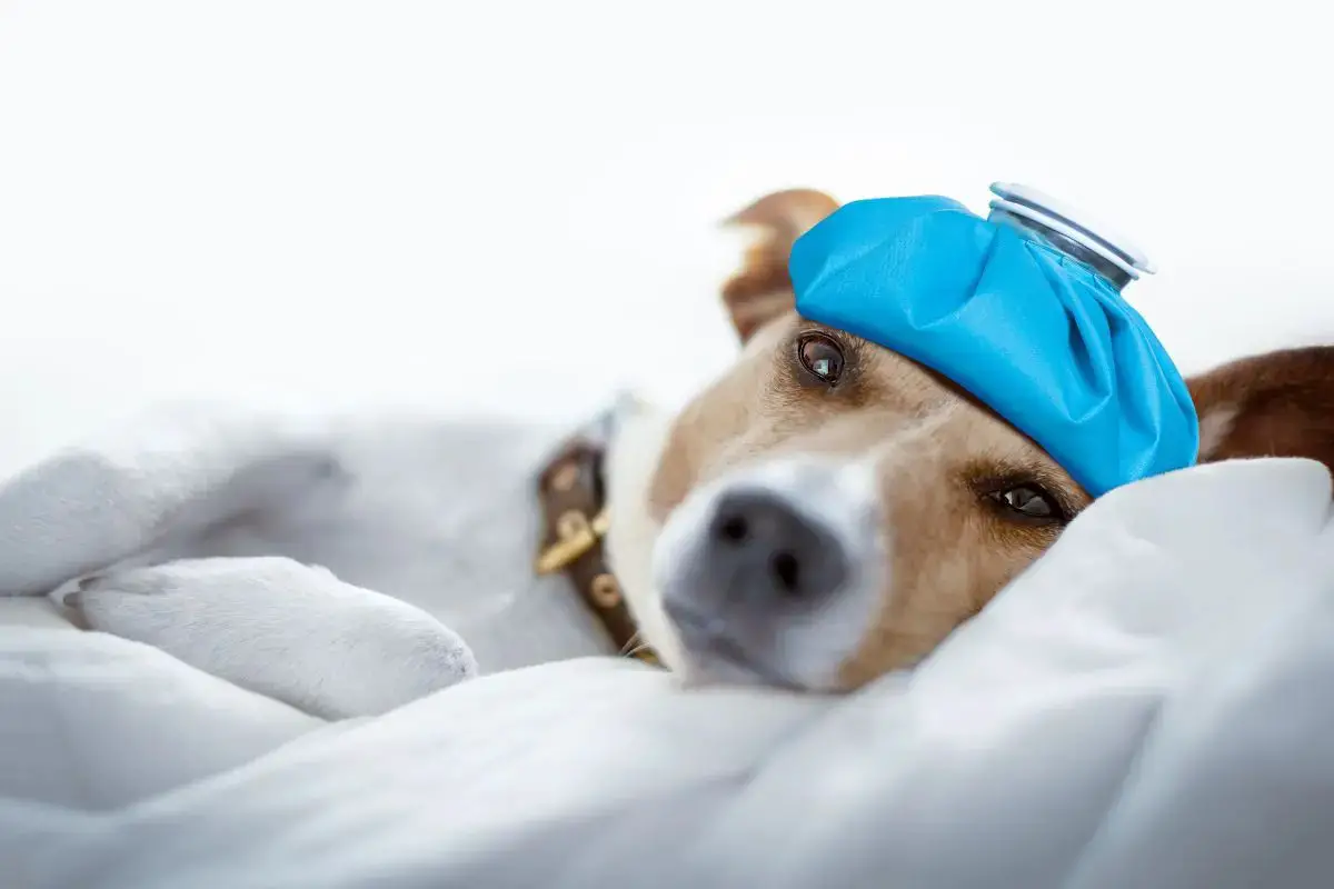 Discover whether Animals can Experience Headaches, the Signs and Symptoms to look out for, and How to Prevent and Treat them. Learn More in our Expert Guide #PetHealth #AnimalCare #VeterinaryMedicine