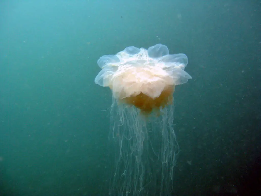 Get mesmerized by the world's largest jellyfish, the Lion's Mane Jellyfish. Dive deep into its features, dangers, benefits and uncover the mystery of these sea creatures today! #Jellyfish #MarineLife #OceanConservation #SeaCreatures