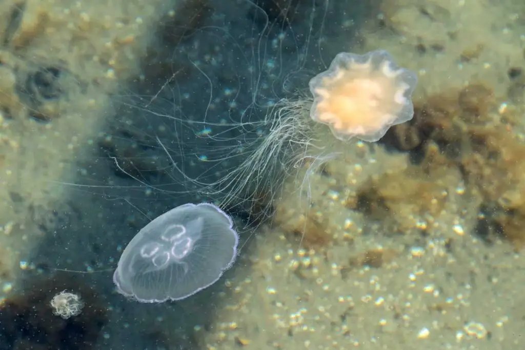 Get mesmerized by the world's largest jellyfish, the Lion's Mane Jellyfish. Dive deep into its features, dangers, benefits and uncover the mystery of these sea creatures today! #Jellyfish #MarineLife #OceanConservation #SeaCreatures