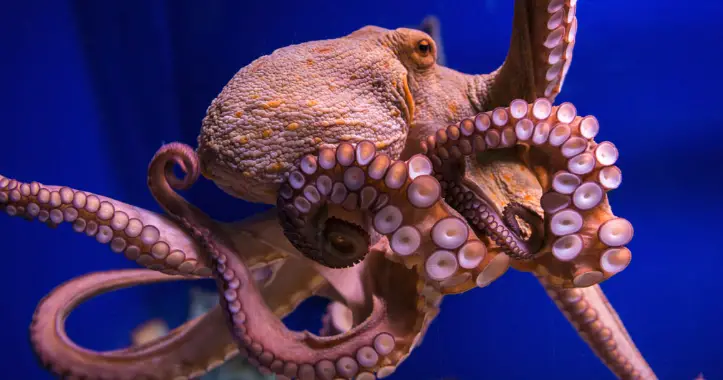 10 Strangest Octopus Abilities: 3 Hearts, Blue Blood, and 500 Million Neurons Revealed