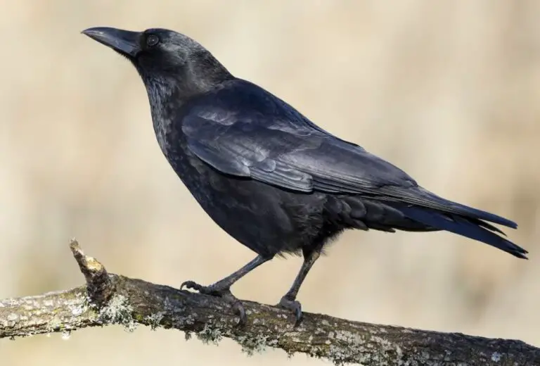 How do Ravens and Crows Use Their Higher Intelligence in the Wild?