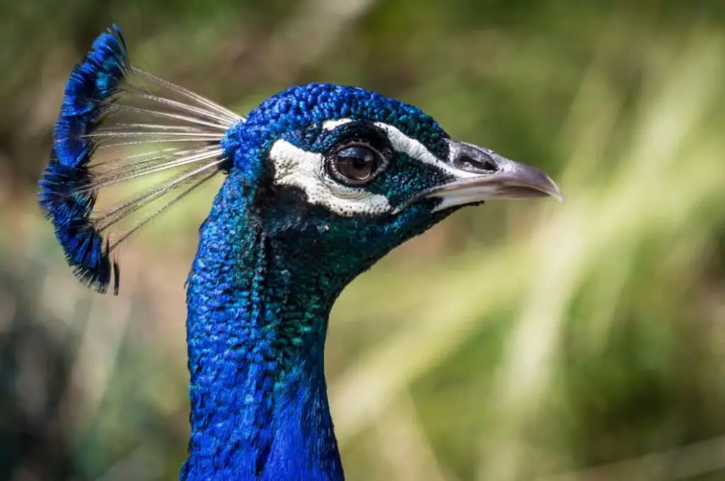 Is it true that peacocks don't mate physically?