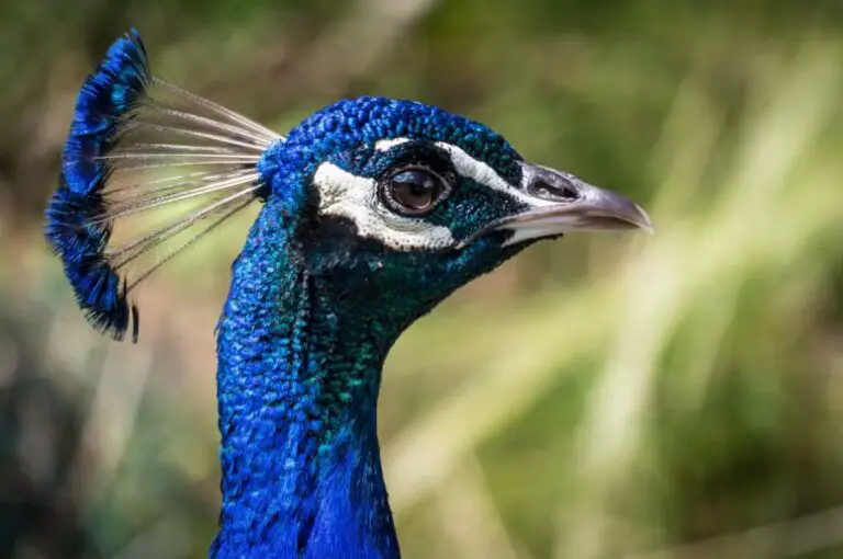 The Fascinating Mating Habits of Peacocks
