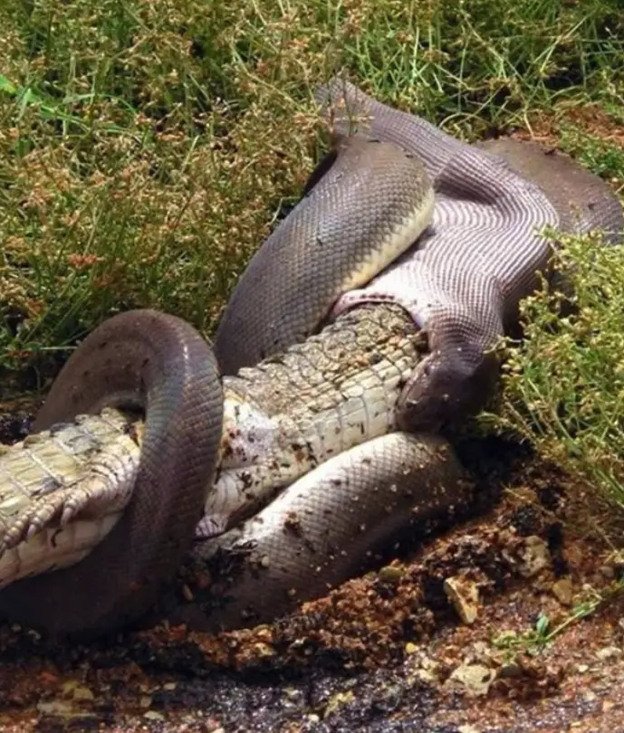 37 Weird Australian Animals You Didn't Know Existed - Discover the Scariest Wildlife in Australia From the Giant Huntsman Spiders to the Elusive Saltwater Crocodiles, Explore the Beauty and Danger of Australia's Wildlife. Don't Miss Out! #ScaryAnimals #WeirdAnimals #AnimalFacts #AustralianAnimals
