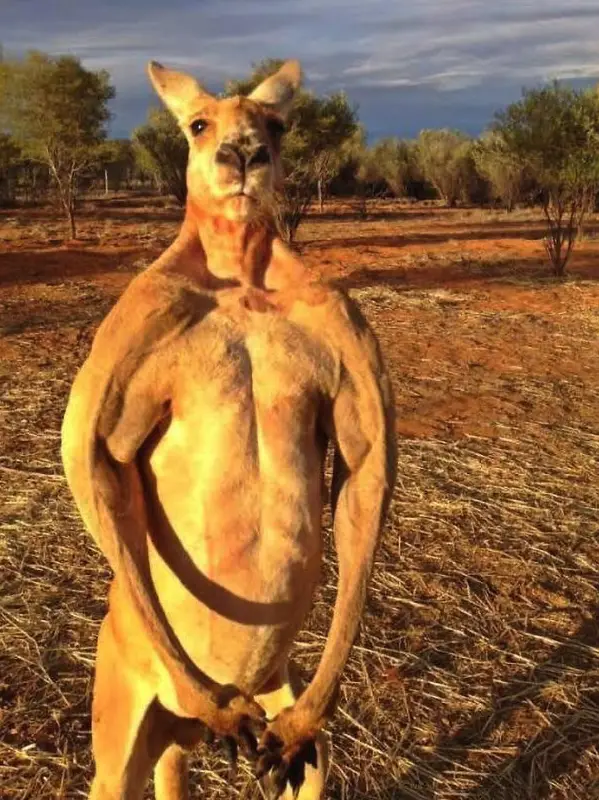 37 Weird Australian Animals You Didn't Know Existed - Discover the Scariest Wildlife in Australia From the Giant Huntsman Spiders to the Elusive Saltwater Crocodiles, Explore the Beauty and Danger of Australia's Wildlife. Don't Miss Out! #ScaryAnimals #WeirdAnimals #AnimalFacts #AustralianAnimals