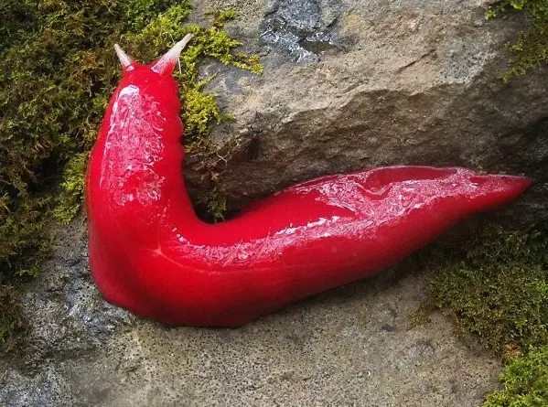 37 Weird Australian Animals You Didn't Know Existed - Discover the Scariest Wildlife in Australia From the Giant Huntsman Spiders to the Elusive Saltwater Crocodiles, Explore the Beauty and Danger of Australia's Wildlife. Don't Miss Out! #ScaryAnimals #WeirdAnimals #AnimalFacts #AustralianAnimals