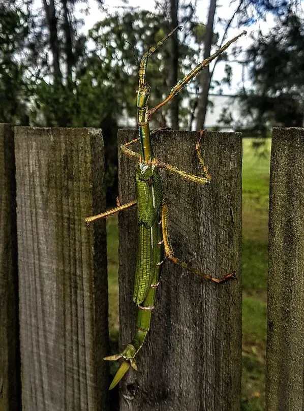 37 Weird Australian Animals You Didn't Know Existed - Discover the Scariest Wildlife in Australia From the Giant Huntsman Spiders to the Elusive Saltwater Crocodiles, Explore the Beauty and Danger of Australia's Wildlife. Don't Miss Out! #ScaryAnimals #WeirdAnimals #AnimalFacts #AustralianAnimals