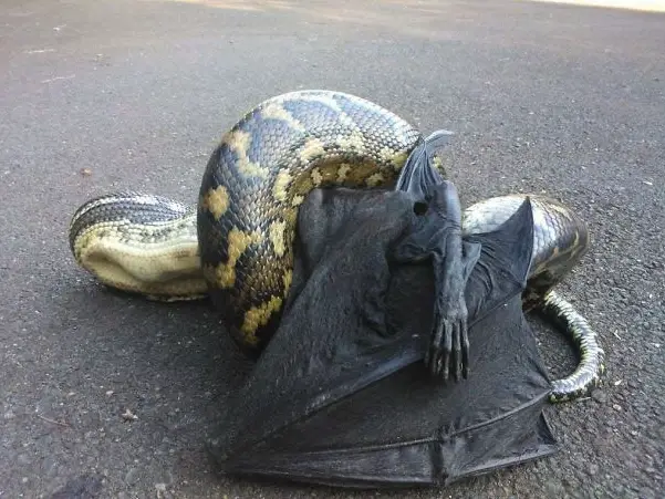 37 Weird Australian Animals You Didn't Know Existed - Discover the Scariest Wildlife in Australia From the Giant Huntsman Spiders to the Elusive Saltwater Crocodiles, Explore the Beauty and Danger of Australia's Wildlife. Don't Miss Out! #ScaryAnimals #WeirdAnimals #AnimalFacts #AustralianAnimals