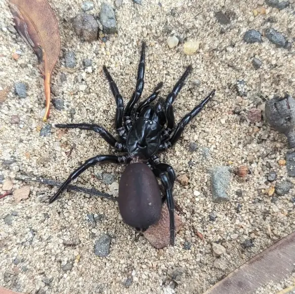 37 Weird Australian Animals You Didn't Know Existed - Discover the Scariest Wildlife in Australia From the Giant Huntsman Spiders to the Elusive Saltwater Crocodiles, Explore the Beauty and Danger of Australia's Wildlife. Don't Miss Out! #ScaryAnimals #WeirdAnimals #AnimalFacts #AustralianAnimals