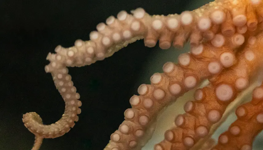 Discover the 10 strangest octopus abilities, from 3 hearts and blue blood to venom and regeneration. Explore fascinating marine biology facts about this ocean marvel.