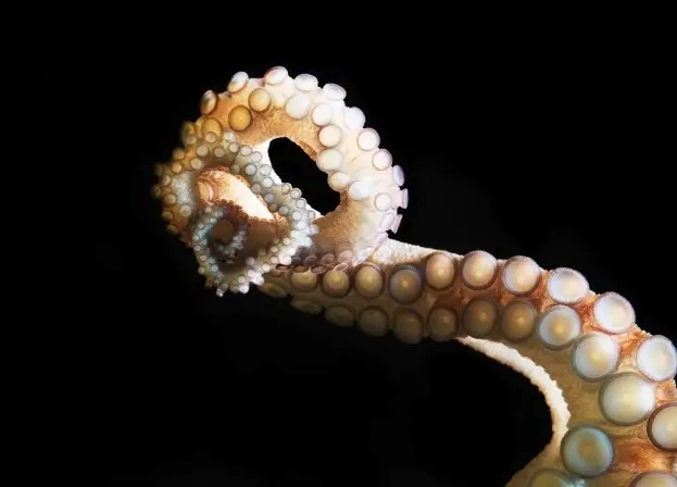 Discover the 10 strangest octopus abilities, from 3 hearts and blue blood to venom and regeneration. Explore fascinating marine biology facts about this ocean marvel.