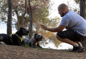 For many dog owners, the dream of having a well-behaved, obedient, and socialized canine companion can sometimes feel like an unattainable goal. That's where dog boot camps come into play. These specialized training programs offer a comprehensive and structured approach to training, transforming misbehaving dogs into disciplined, well-mannered pets.
