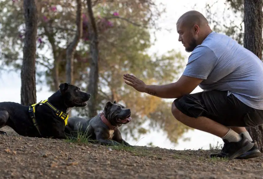 For many dog owners, the dream of having a well-behaved, obedient, and socialized canine companion can sometimes feel like an unattainable goal. That's where dog boot camps come into play. These specialized training programs offer a comprehensive and structured approach to training, transforming misbehaving dogs into disciplined, well-mannered pets.