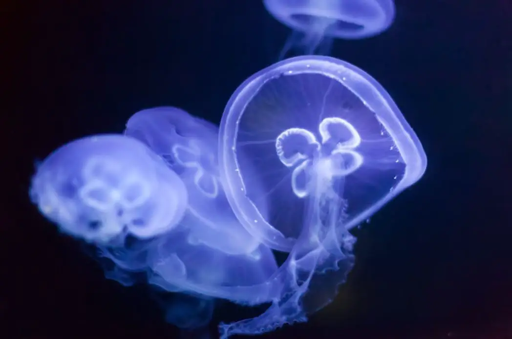 Are Jellyfish Smart? How Intelligent Are Jellyfish?