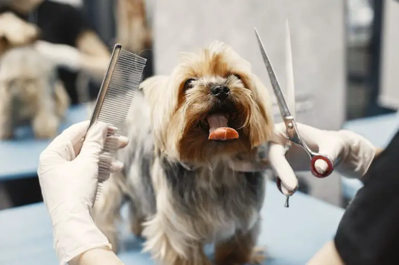 From Shaggy to Chic - NYC's Top Dog Groomers Transforming Pups