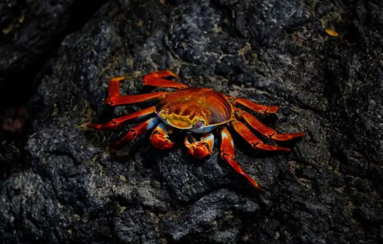 Are Land Crabs Edible – Can You Eat Land Crabs?