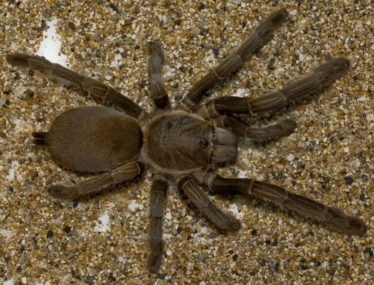 Australian Whistling Spider: Does the Whistling Spider Actually Whistle?