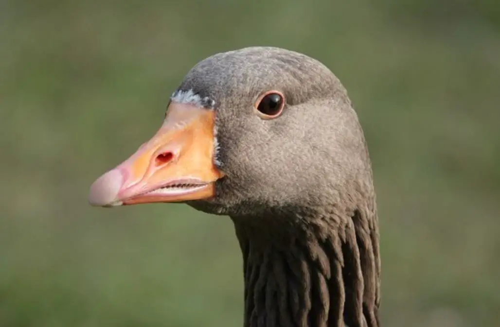 Do Birds Have Teeth to Eat: How Do Birds Chew Their Food Without Teeth?