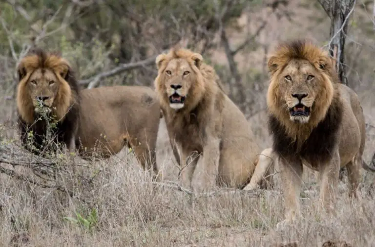 Exploring Lion Lifespan: Do Lions Die of Old Age?