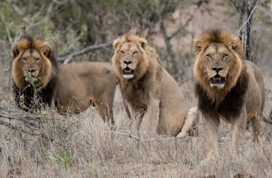 Explore the intriguing world of lions' lifespan and behavior. Discover how they age, their social dynamics, and whether they truly die of old age.