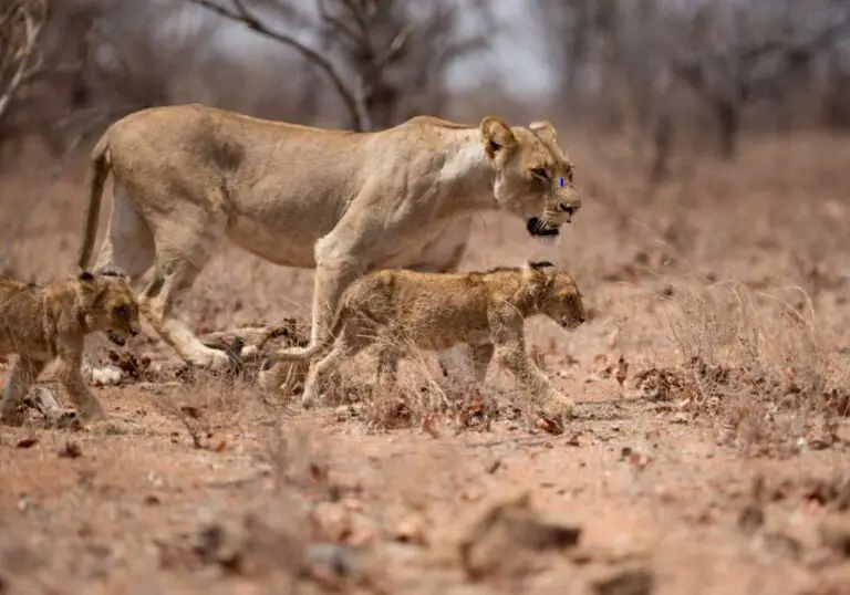 What Is the Role of the Female Lion: Unveiling the Mysteries of Lion Behavior