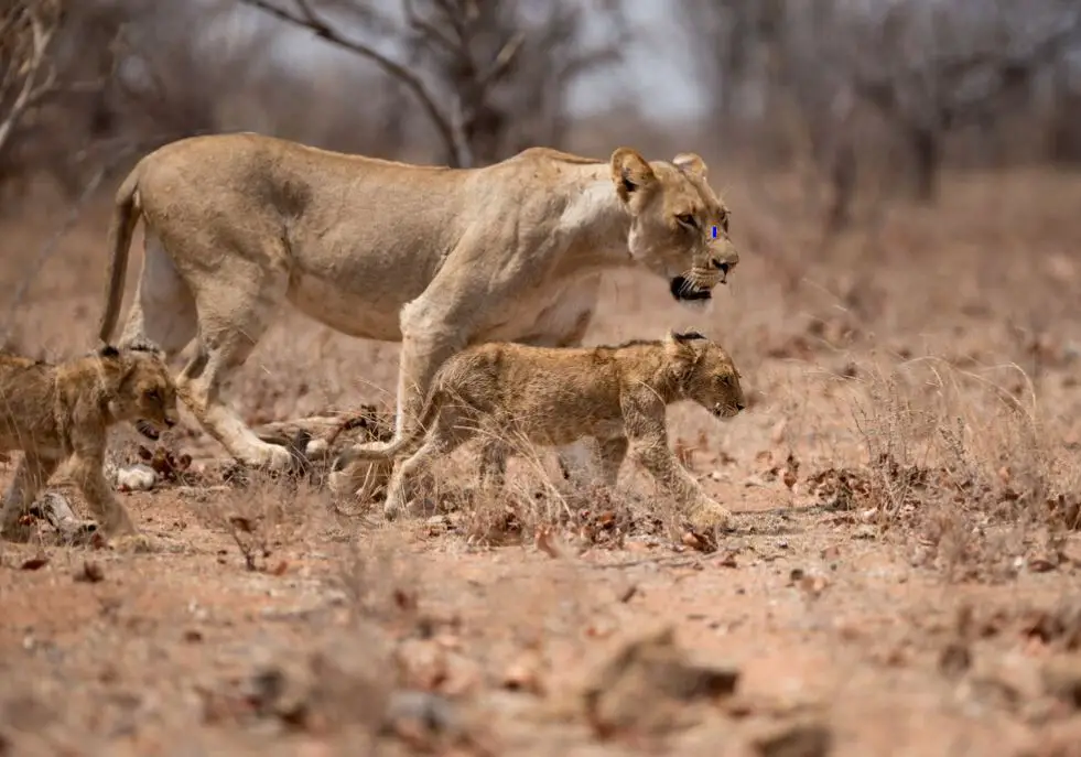Explore the vital role of female lions in the wild – from hunting prowess to nurturing cubs, and the ongoing conservation efforts to protect these remarkable creatures.