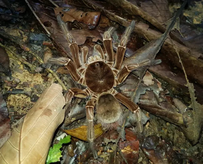 Explore the 10 biggest spiders on Earth: leg span, weight, HD photos, habitats, and safety facts. A top wildlife guide for nature lovers, teachers, travelers, and photographers.