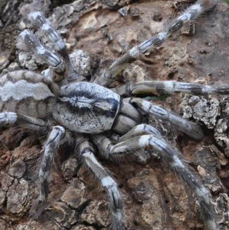 Explore the 10 biggest spiders on Earth: leg span, weight, HD photos, habitats, and safety facts. A top wildlife guide for nature lovers, teachers, travelers, and photographers.