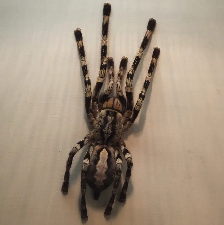 Explore the 10 biggest spiders on Earth: leg span, weight, HD photos, habitats, and safety facts. A top wildlife guide for nature lovers, teachers, travelers, and photographers.