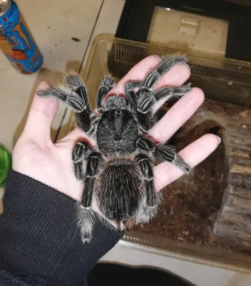 Explore the 10 biggest spiders on Earth: leg span, weight, HD photos, habitats, and safety facts. A top wildlife guide for nature lovers, teachers, travelers, and photographers.