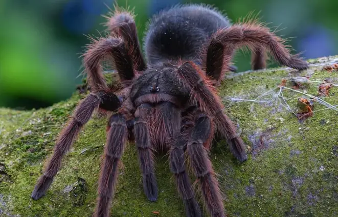 Explore the 10 biggest spiders on Earth: leg span, weight, HD photos, habitats, and safety facts. A top wildlife guide for nature lovers, teachers, travelers, and photographers.