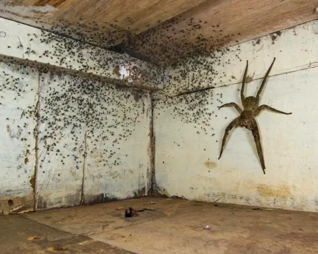 Explore the 10 biggest spiders on Earth: leg span, weight, HD photos, habitats, and safety facts. A top wildlife guide for nature lovers, teachers, travelers, and photographers.
