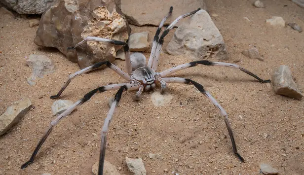 Explore the 10 biggest spiders on Earth: leg span, weight, HD photos, habitats, and safety facts. A top wildlife guide for nature lovers, teachers, travelers, and photographers.