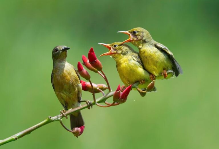 Songbirds’ Complex Vocal Learning Linked to Superior Problem-Solving Abilities and Larger Brains, Reveals Recent Study