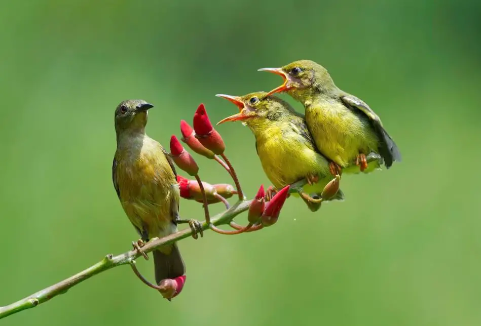 Songbird Intelligence: Unlocking the Secrets of Vocal Learning