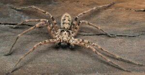 The largest giant huntsman spider ever recorded